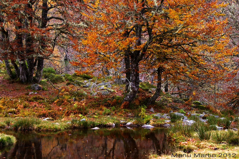 Los bosques de Sajambre, Picos de Europa, León Los bosques de Sajambre, Picos de Europa, León